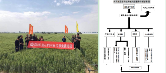 秦商总会乡村振兴工作委员会走进阎良区金丰公社考察交流“规模化种植助力乡村振兴”(图11)